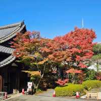 京都賞楓〔雪舟寺〕與〔天得院〕的靜謐之美