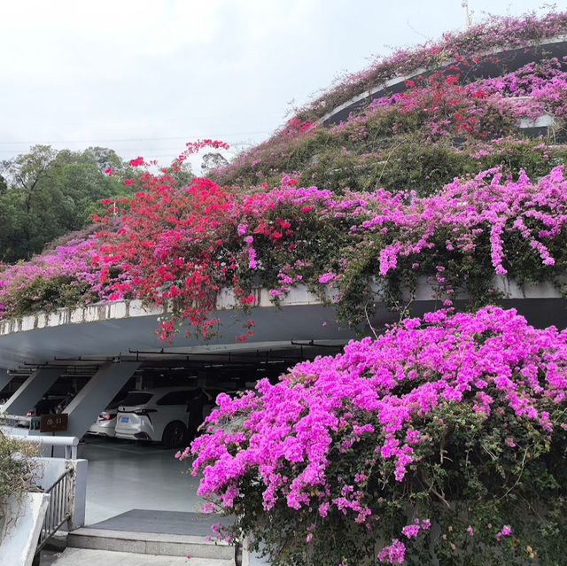 仙湖植物園（Xianhu Botanical Garden）：自然與生態的美麗結合