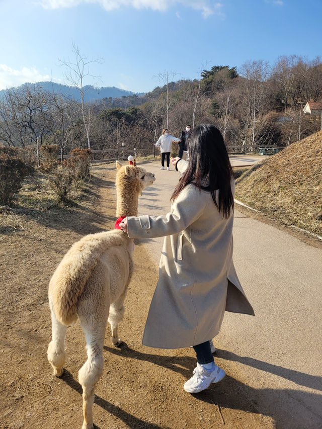 알파카 먹이도 주고 산책도 할 수 있는 <알파카월드>