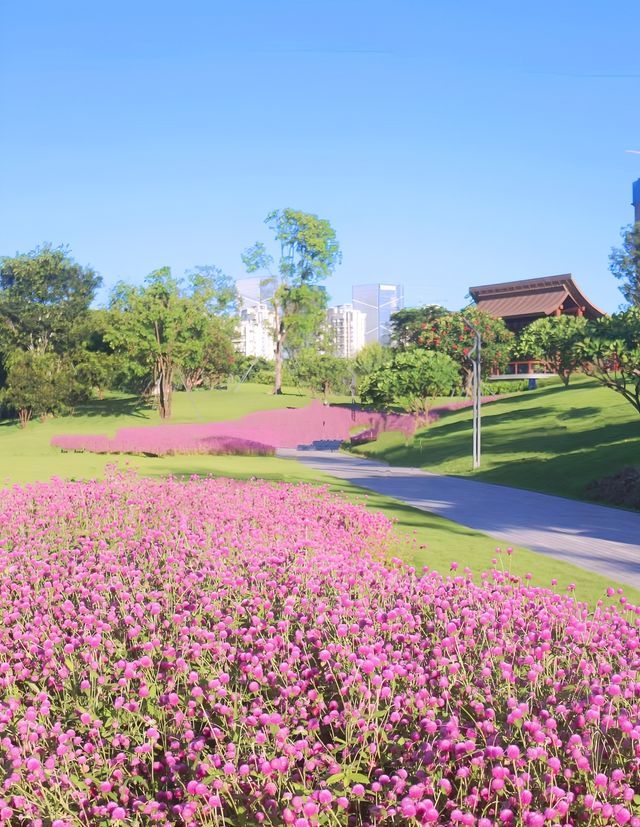 深圳桂湾公園又換新花花啦|附最快路線