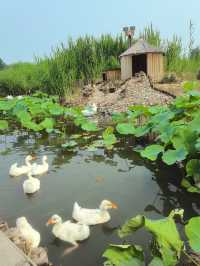 我的人生FIRST｜免費賞荷花，北京溫榆河公園