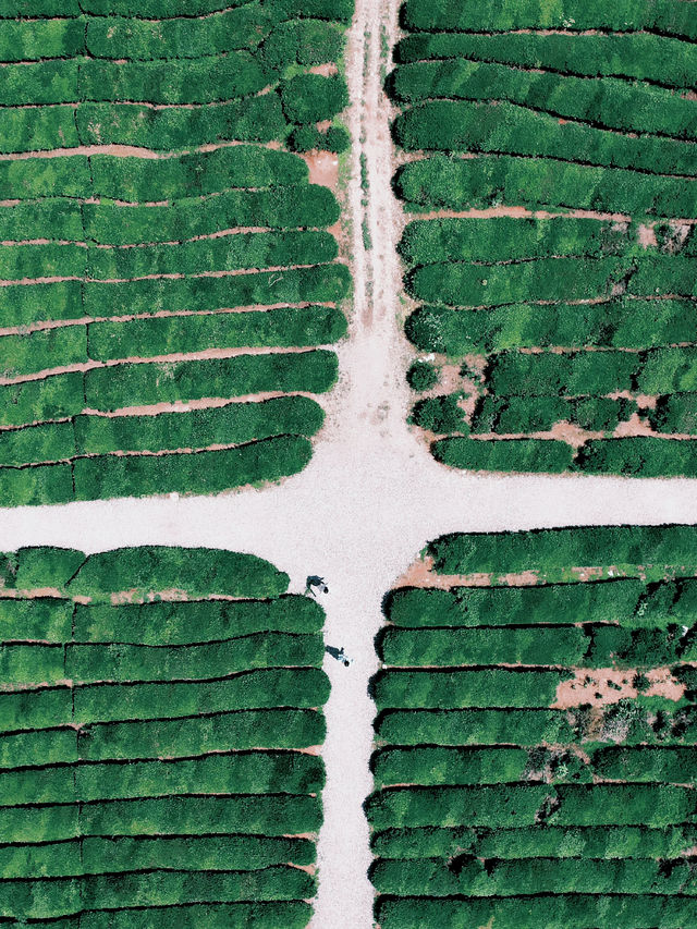 云端神仙的茶園——寒溪村