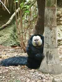 與自然共舞：南京紅山森林動物園之旅