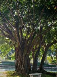 在深圳！想去無數次的公園，原圖不修也很美。