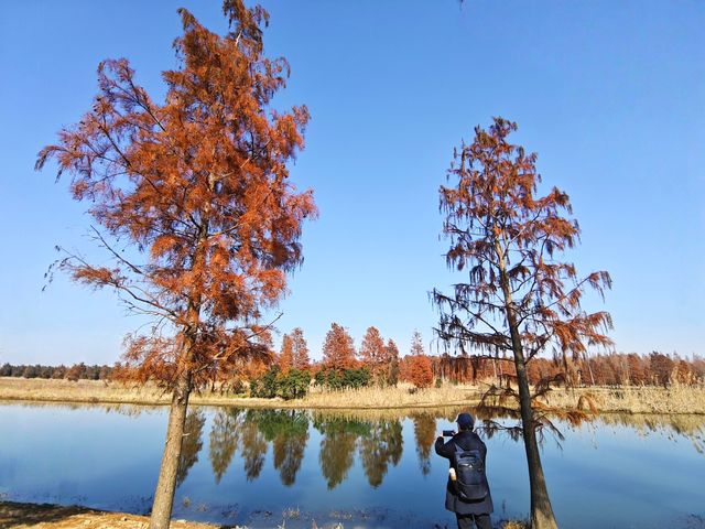 筆直的樹幹撐起一樹樹熱烈的紅~~青西郊野公園水杉林