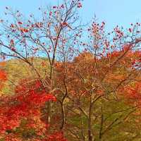 秋天韓國內藏山賞楓