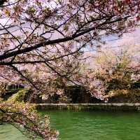 【京都🇯🇵】お花見&美術館でにこにこ散歩🌸🌼