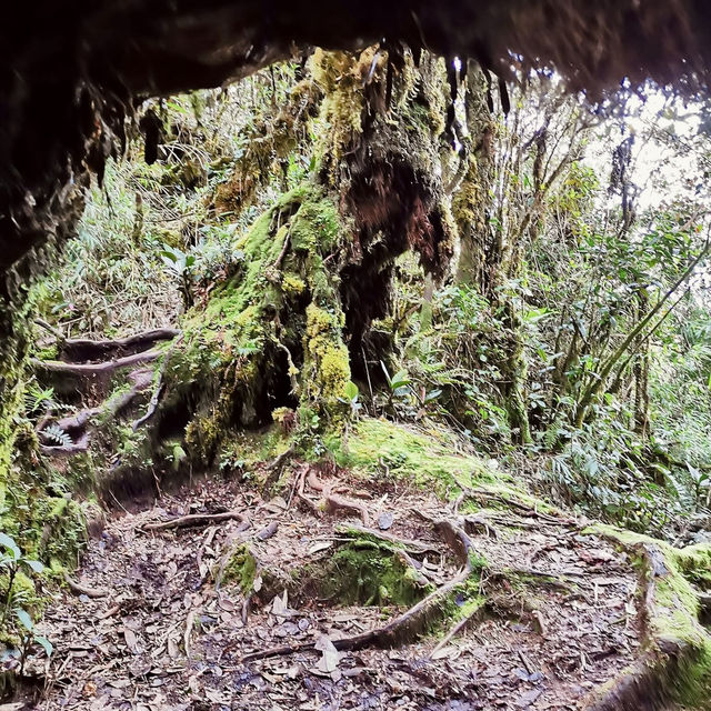 "Discovering the Mystical Mossy Forest: Cameron Highlands, Pahang"