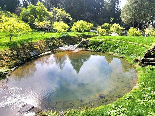 嘉義｜阿里山國家森林遊樂區