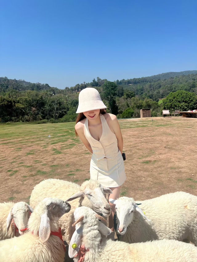 บ้าน​แกะ​แม่ขิ🐑🛖