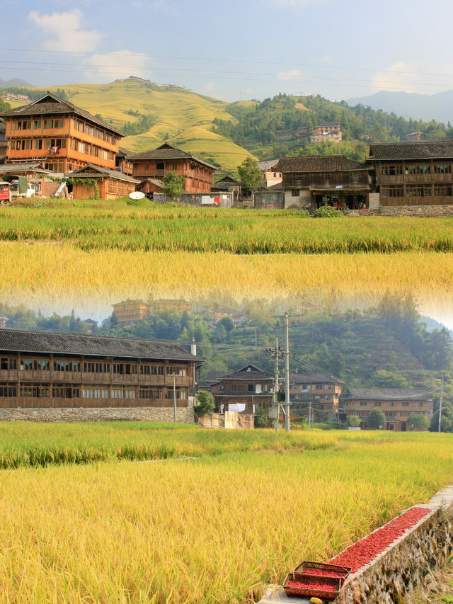 Golden Hues of Autumn: Exploring Longji Rice Terraces