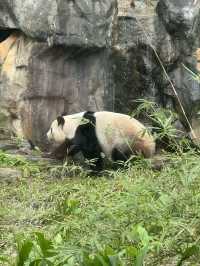 【台北市立動物園】パンダに会える！