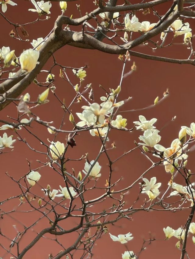 雲南昆明西山華亭寺—玉蘭又花開，滿目皆春意