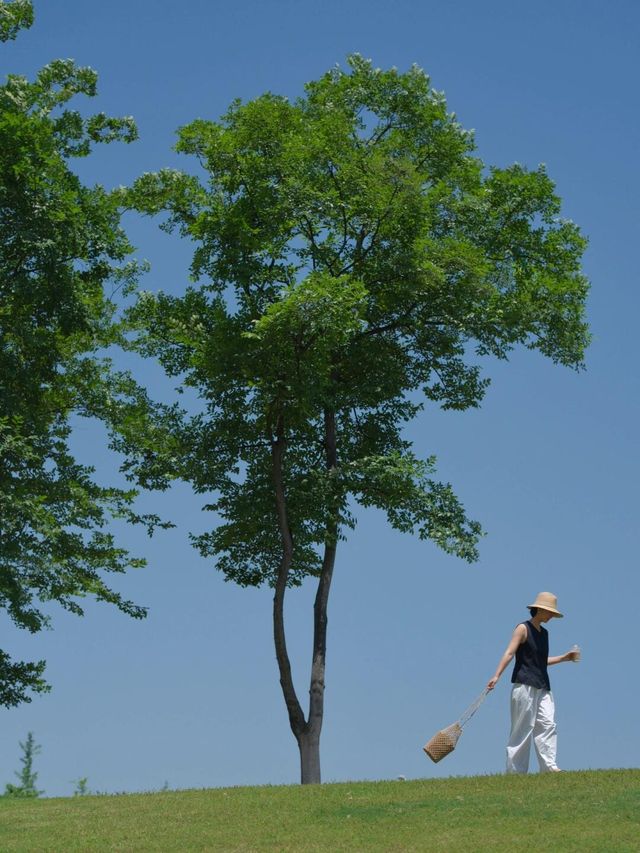 謝子龍新機位夏天的綠五分鐘拍了100張