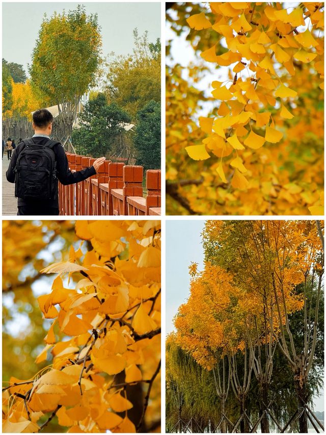 人民公園賞銀杏好去處，附遊玩攻略。