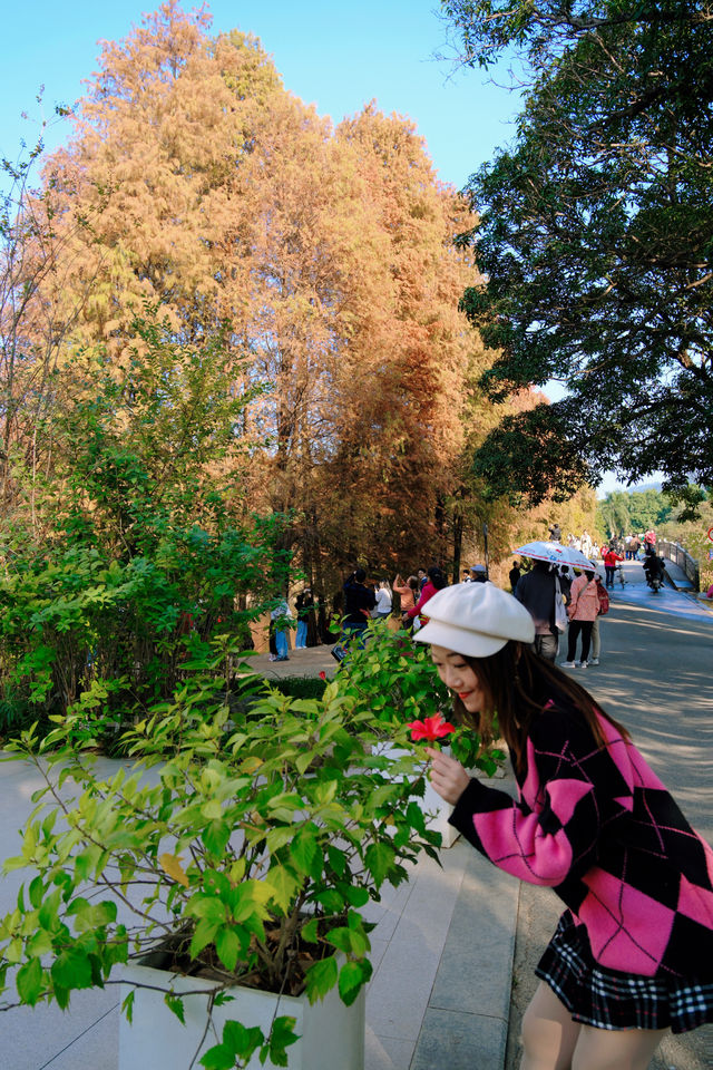 焦糖色的冬日暖陽｜廣州華南植物園