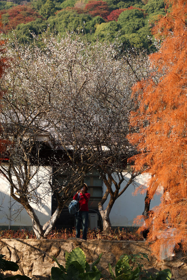 廣州 | 香雪公園的梅花怒放了(附路線)