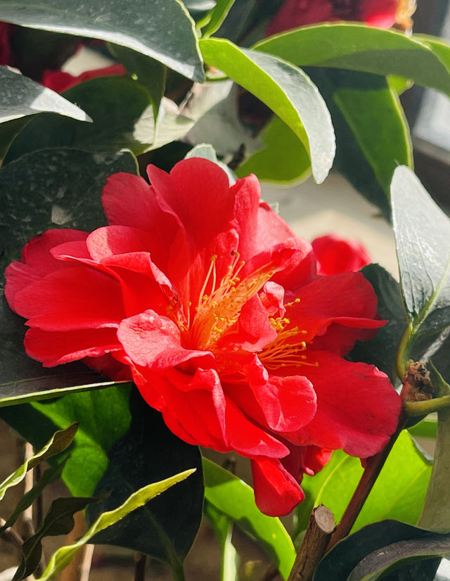 三九首日 邂逅鮮花綻放 景山公園