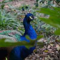 【吉隆坡】馬來西亞國家動物園～迷人野生動物