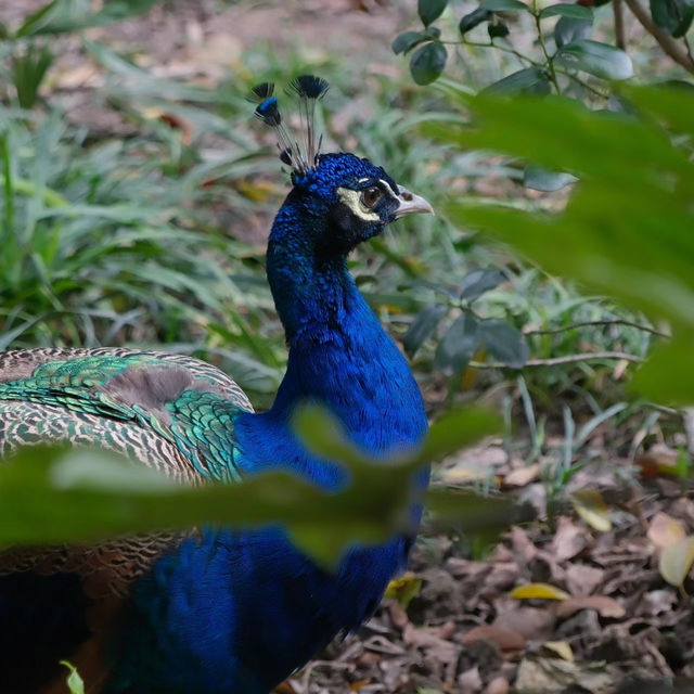 【吉隆坡】馬來西亞國家動物園～迷人野生動物