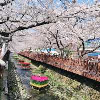 Best Cherry Blossam spots in South Korea 🌸🇰🇷