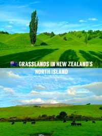 🇳🇿 Grasslands in New Zealand's North Island