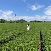 Osulloc green tea museum - Jeju speciality