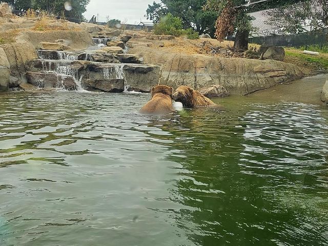 Oakland Zoo 🇺🇸