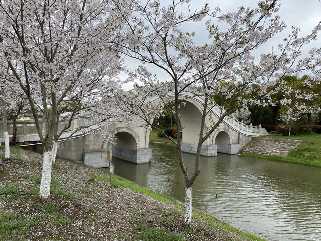 上海海灣國家森林公園四月櫻花季