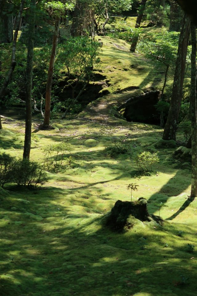 西芳寺（苔寺）｜京都的夏 美哭了