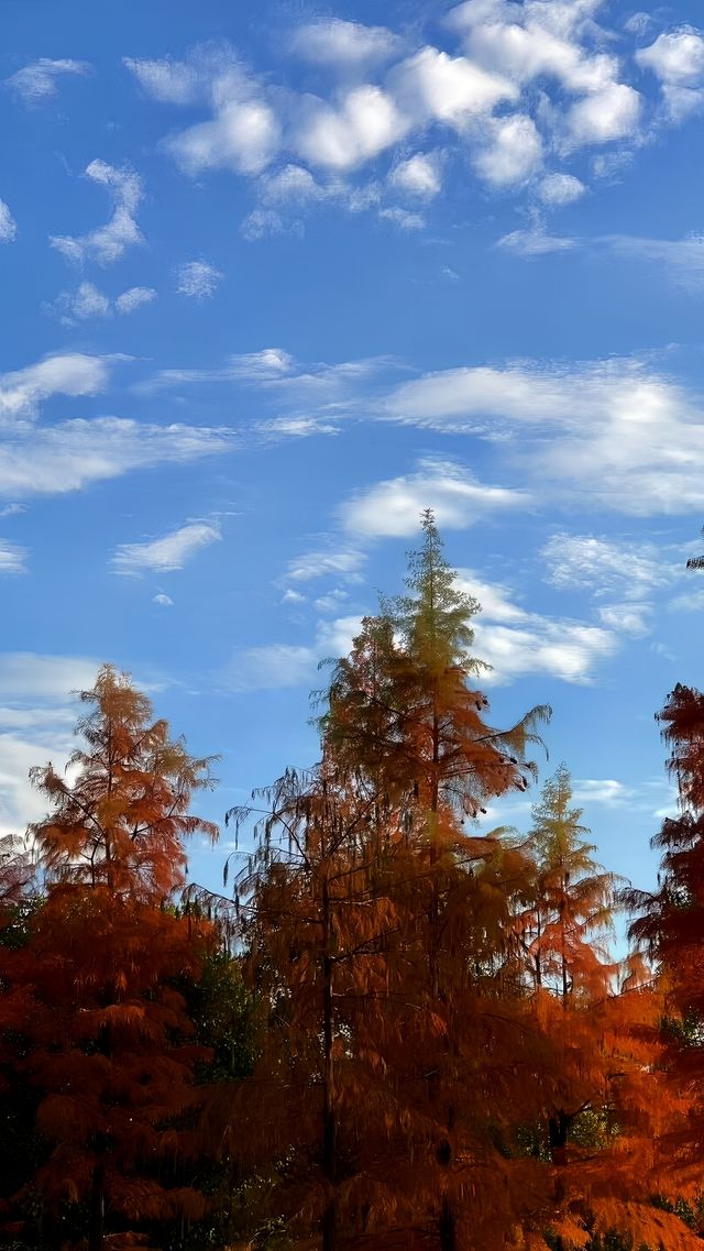 巧了！拍了國家地理同款水上落羽紅杉林。