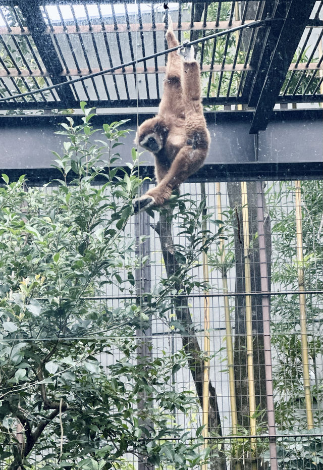 東京這個動物園太好逛了！|  種草上野動物園（攻略篇）。