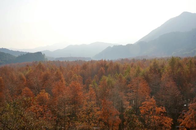 自駕皖南川藏線落羽紅杉林