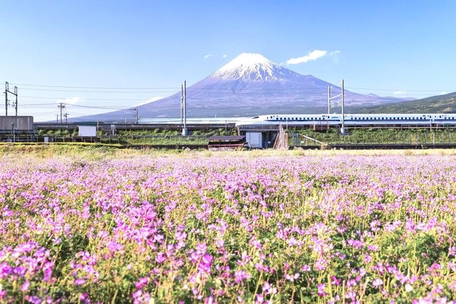 靜岡茶香，綠意悠然的日本之旅