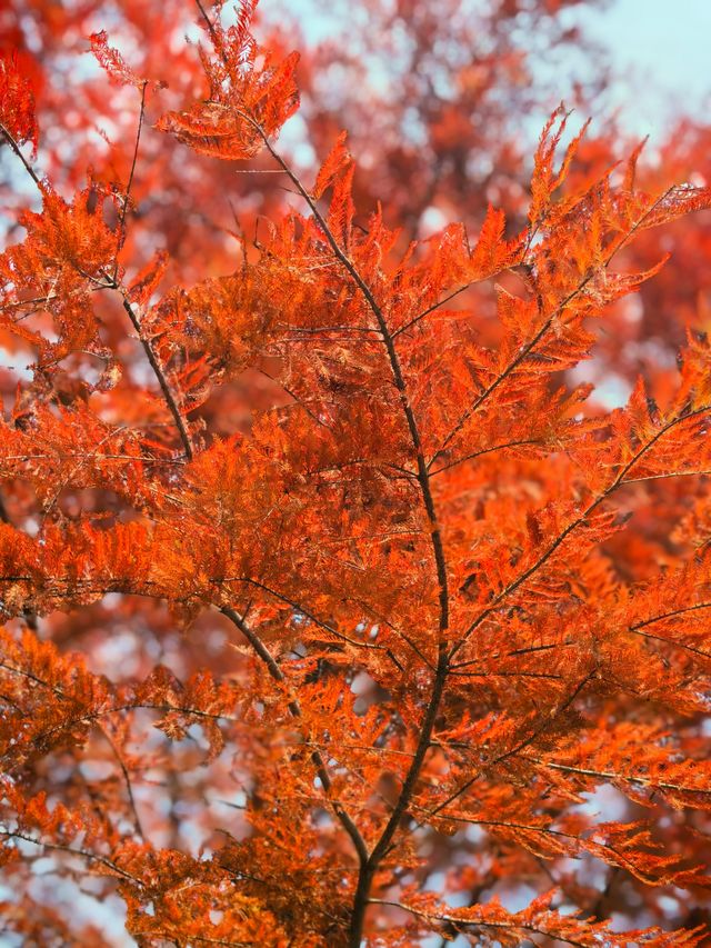 湘湖賞紅杉