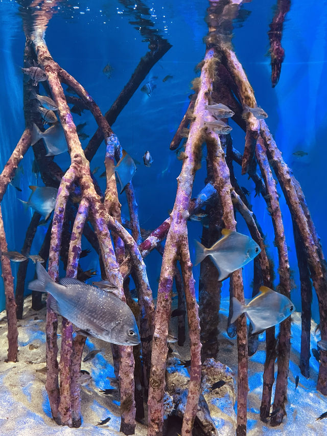 沖繩｜美麗海水族館