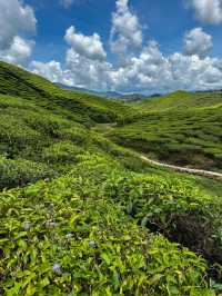 The amazing valleys of the Cameron Highlands