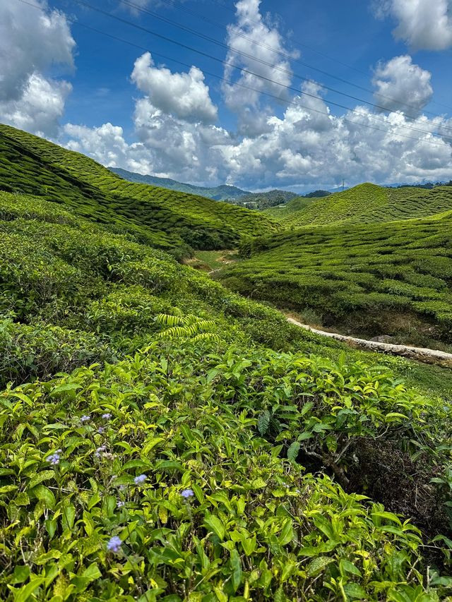 The amazing valleys of the Cameron Highlands