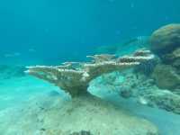 Pulau Tioman Salang Beach