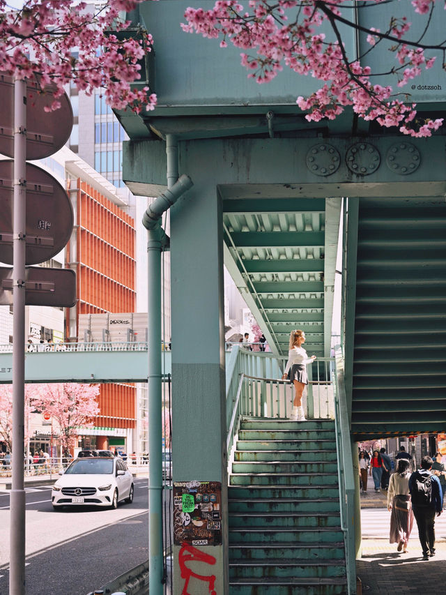 Cherry Blossom in Shibuya Tokyo 🌸🇯🇵