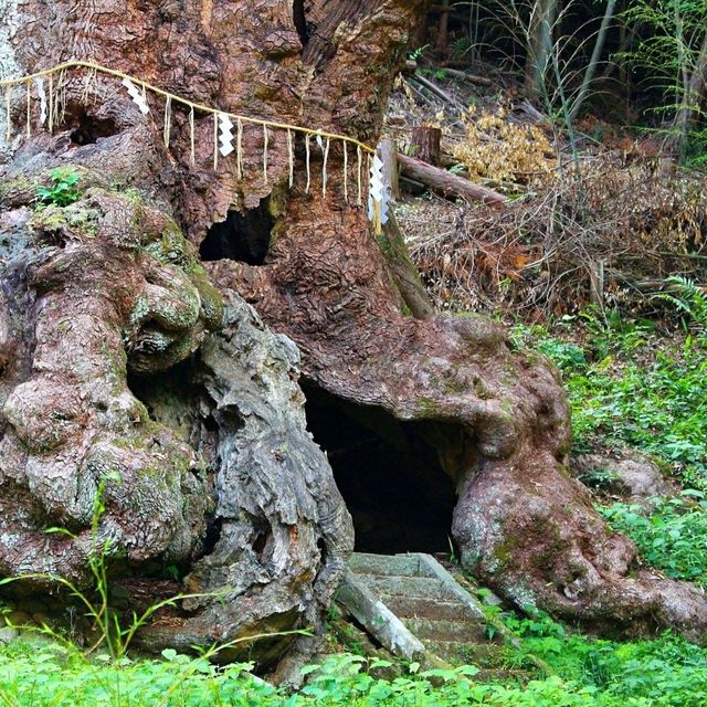 佐賀景點｜據說有神明居住的3000年大楠樹—佐賀武雄神社