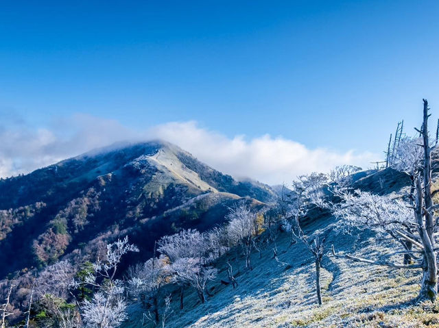 劍山樹冰