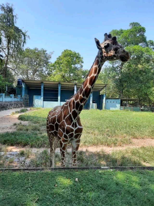 斯里蘭卡科倫坡動物園:和熱帶動物們來一次親密接觸