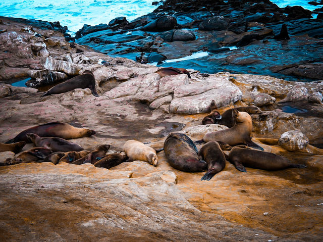 Seal and Sea Lion Encounters in La Jolla