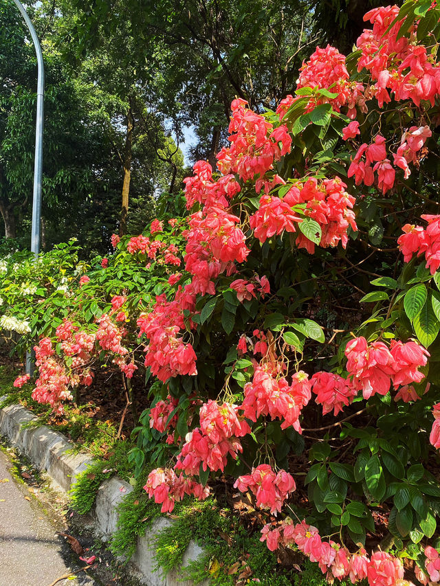 Hundreds of flowers are blooming ❤️🌺