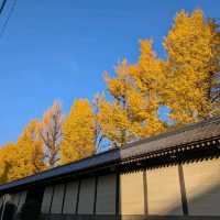 🇯🇵京都「西本願寺 東本願寺」銀杏盛開實況！穿越時空的寧靜之美