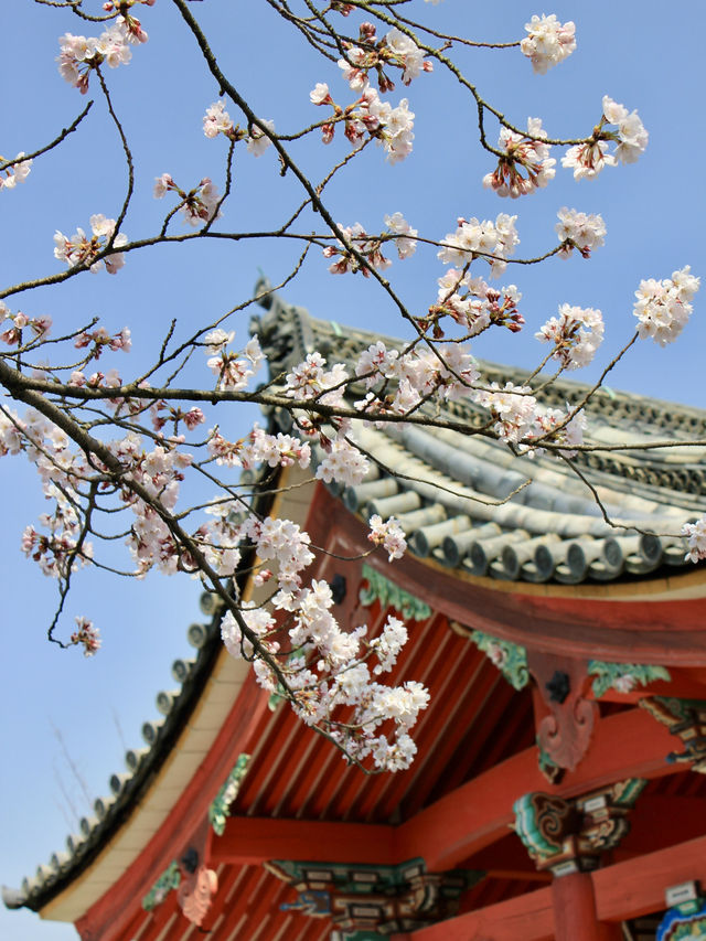 Morning Splendor at Kiyomizu-dera: Beauty Amidst the Crowds