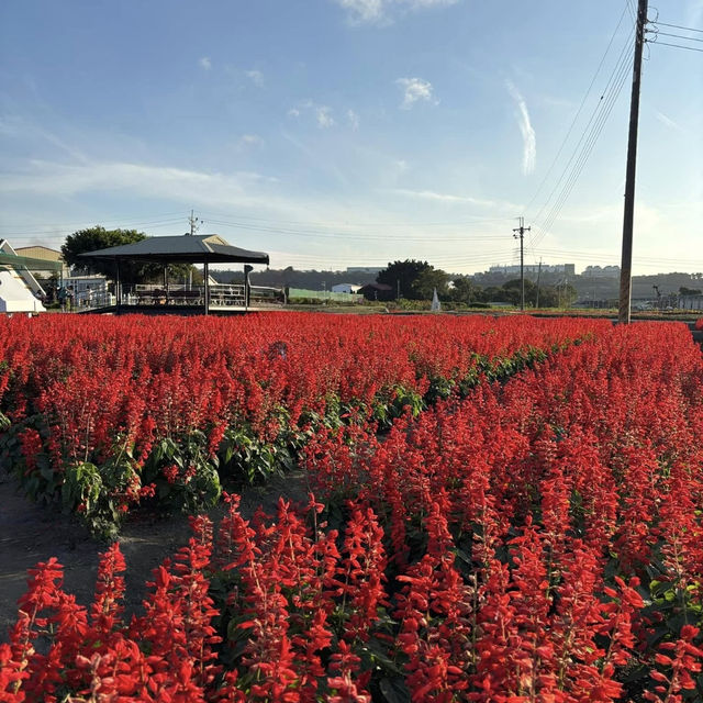 A Colorful Day Out at Chung She Flower Garden