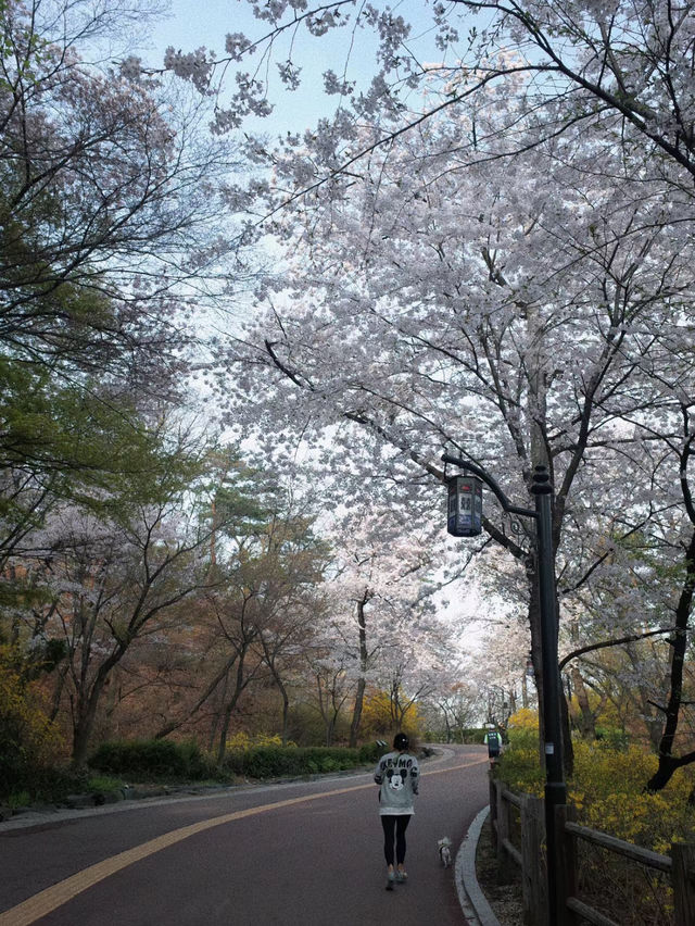 Seoul Stunning Namsan Tower 🌸