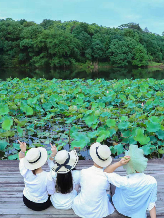 福州森系荷花池，夏日治癒風景